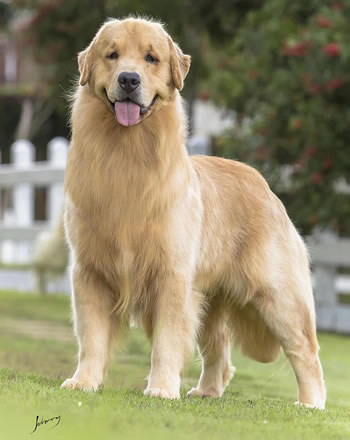 Filhote de Golden Retriever - Canil Golden Premier - Broke