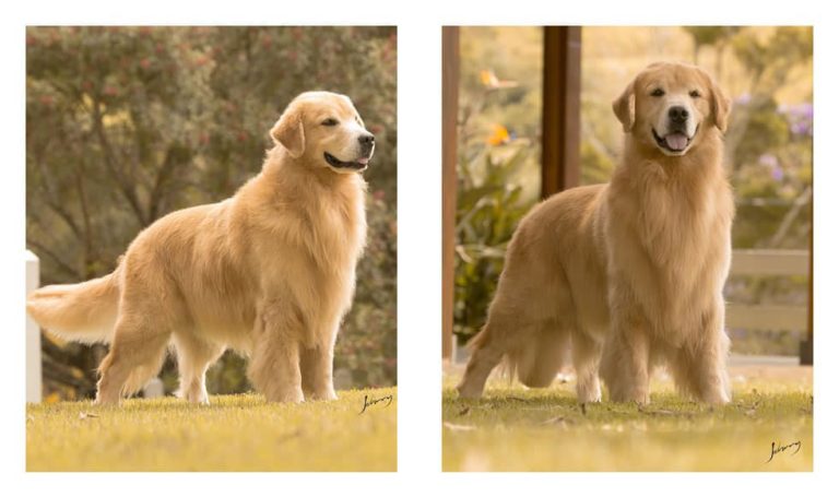 18 Cute Cão Golden Retriever Quanto Custa Photo - cão.bleumoonproductions